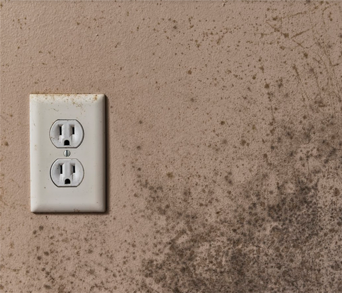 a mold covered wall with an electrical outlet on it